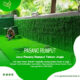 Pasang Rumput Taman Jogja