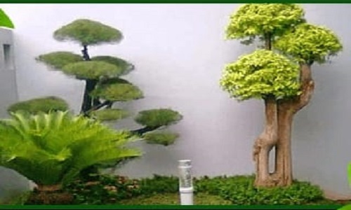 jual tanaman jual tanaman